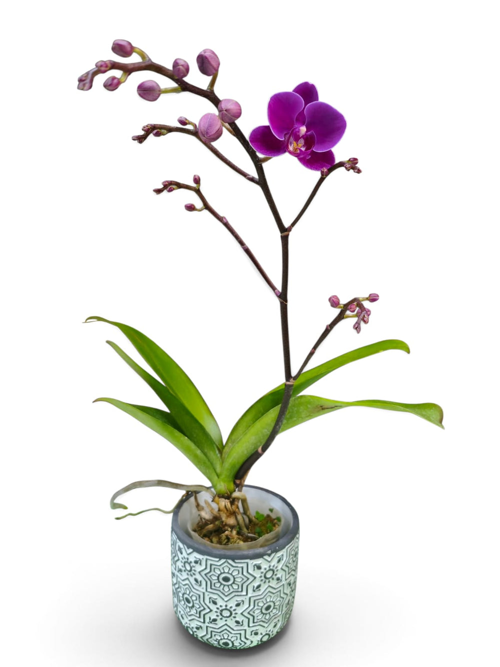 Dendrobium Orchid – Violet Charm indoor plant in a pot