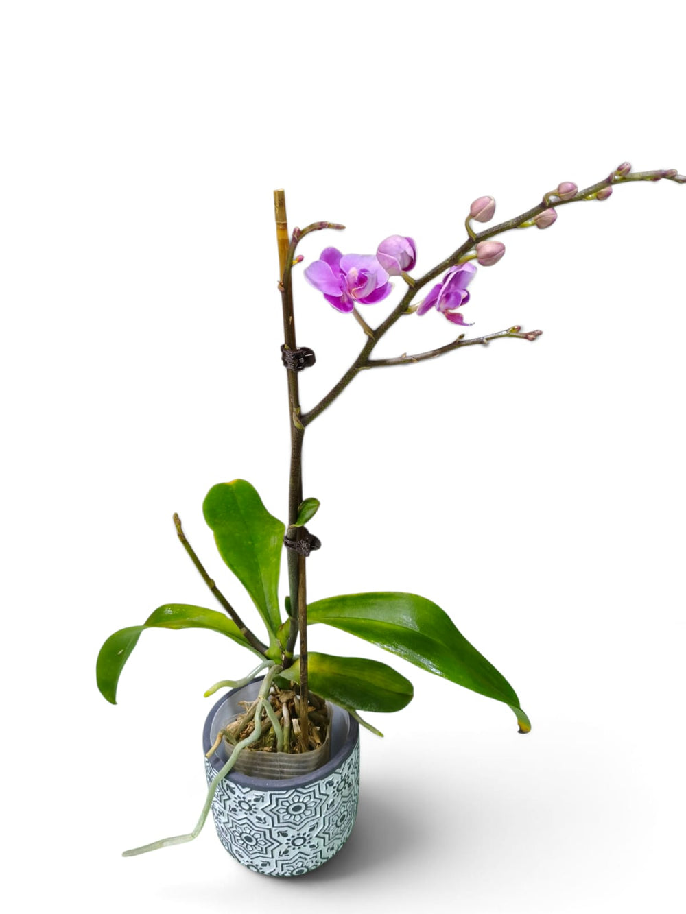 Dendrobium Orchid – Violet Charm indoor plant in a pot – close-up view