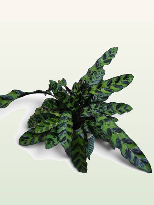 Calathea White Star