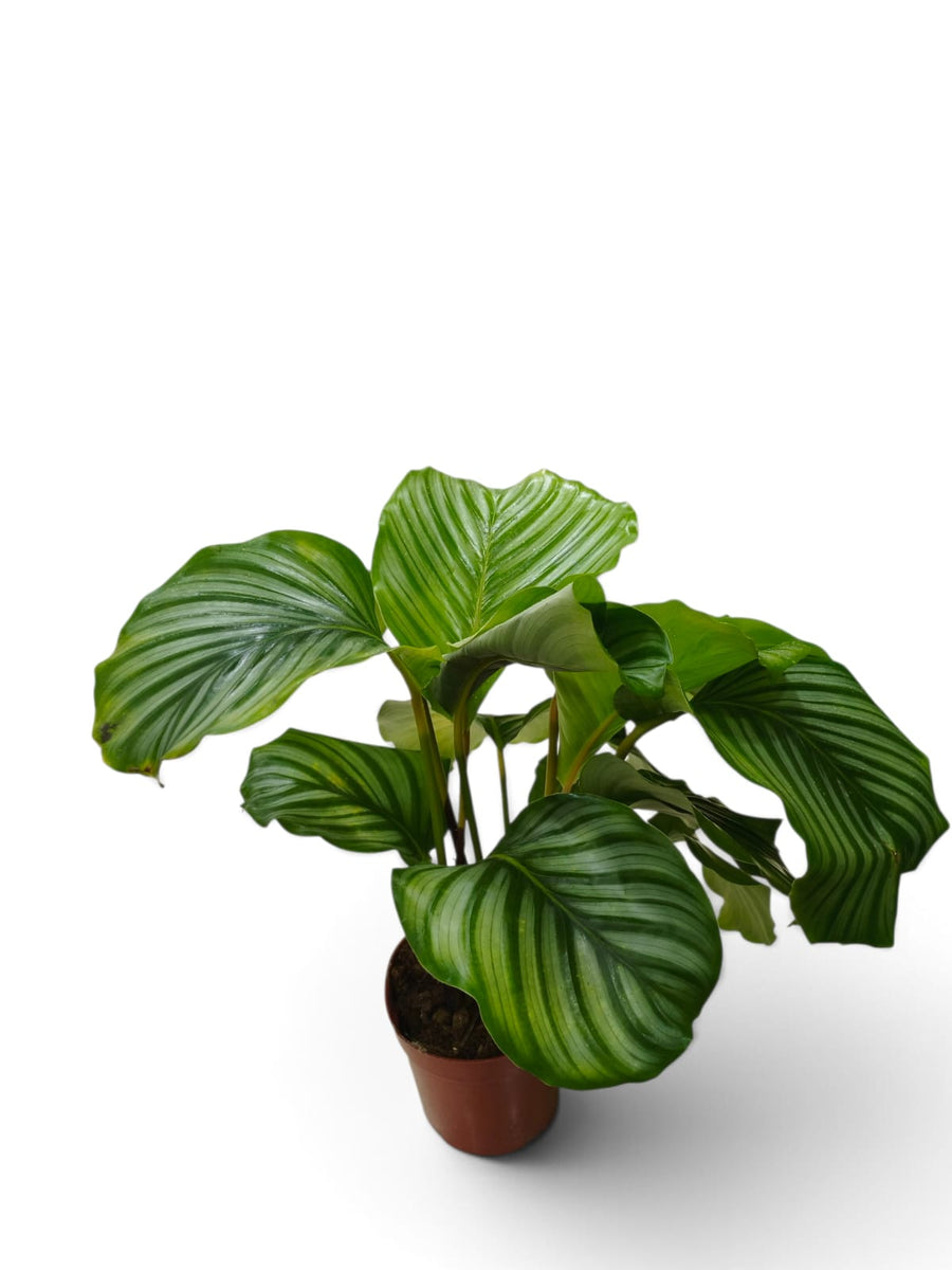 Calathea White Star
