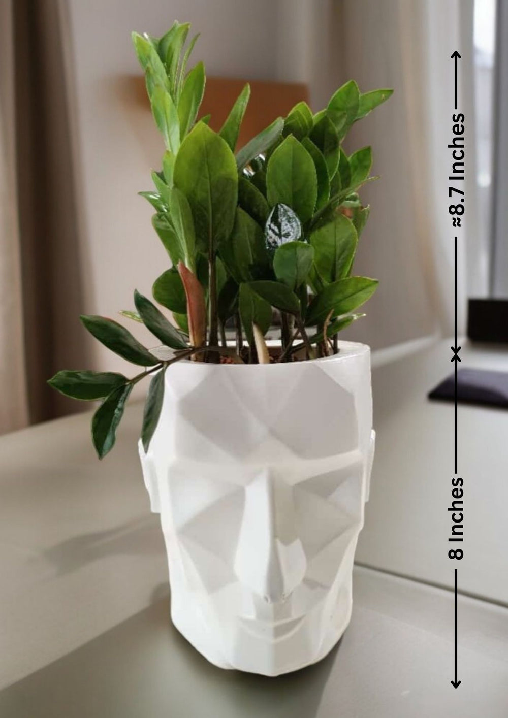 zamia plant price in bangalore 